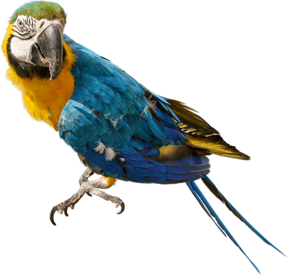 Parrot PNG