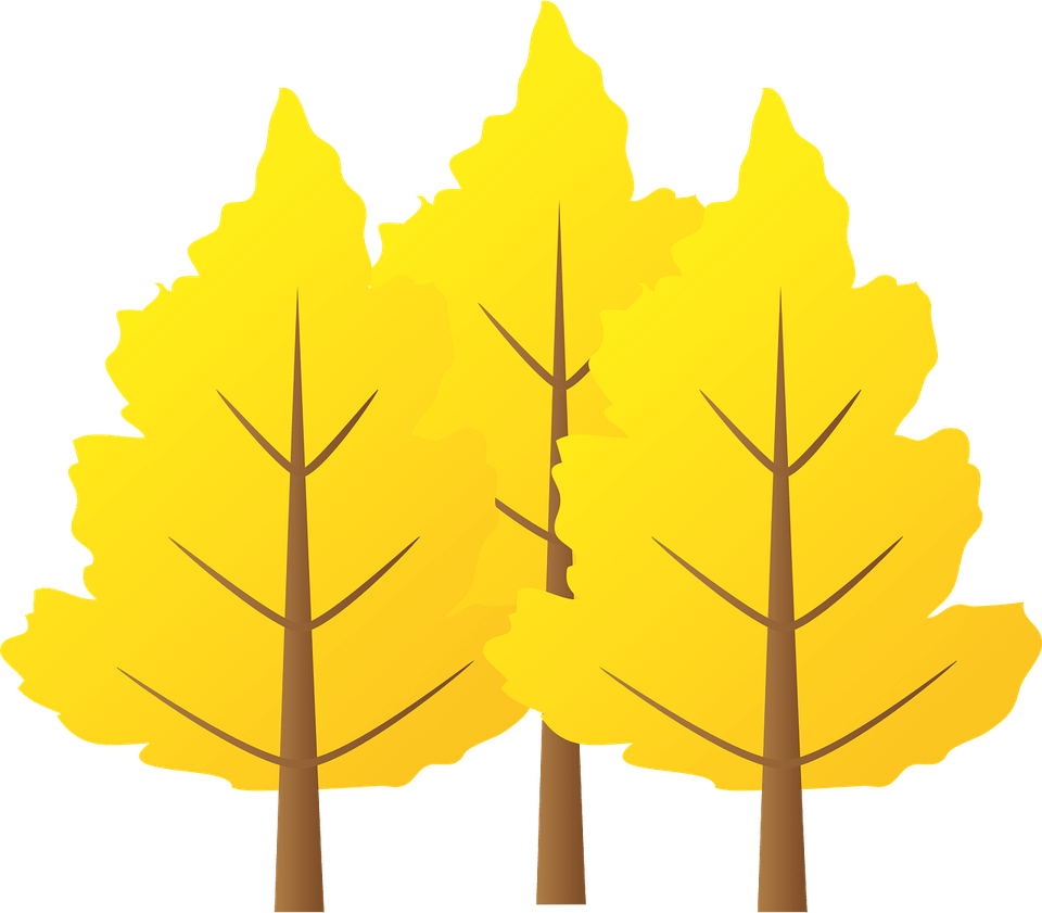 Larch Tree PNG
