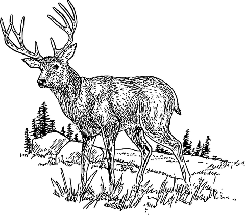 Deer Grass PNG