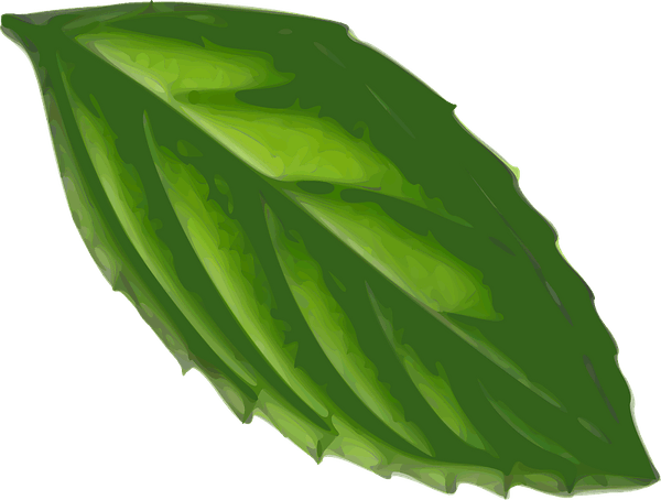 Mint Leaf PNG