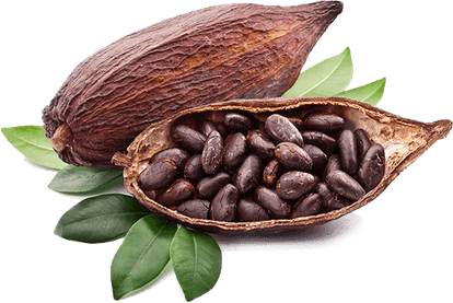 Chocolate Tree PNG