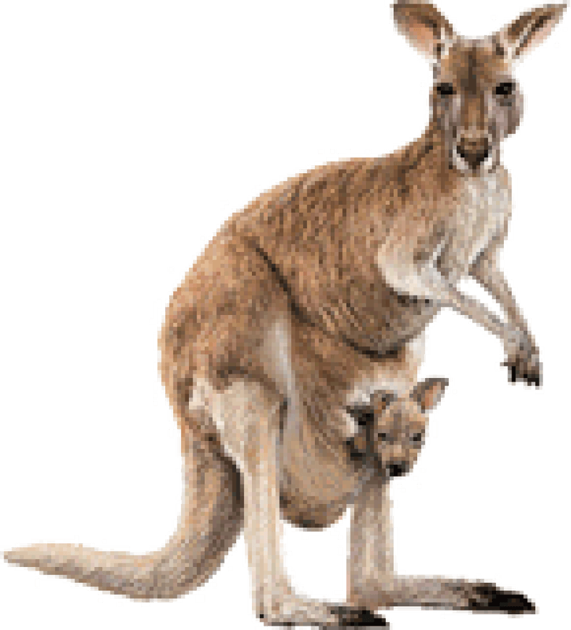 Australia Kangaroo PNG