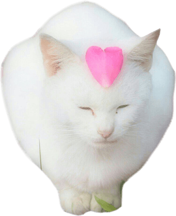 Aesthetic Cat PNG
