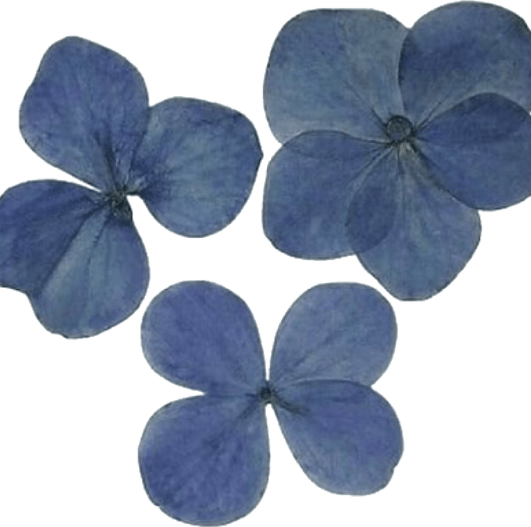 Aesthetic Flowers PNG