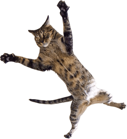 Sad Cat Meme PNG