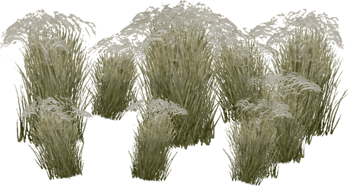 African Grass PNG