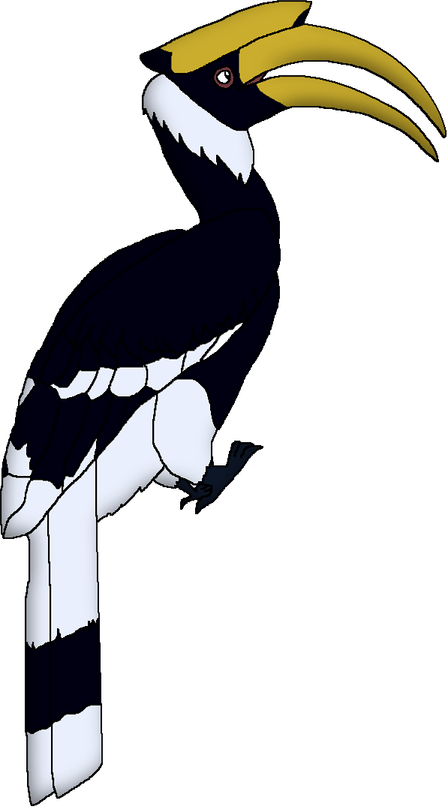 Hornbill Bird PNG