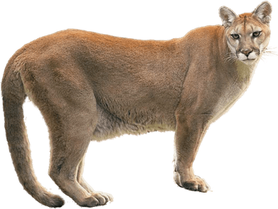 Cougar PNG