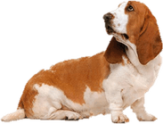 Basset Hound PNG