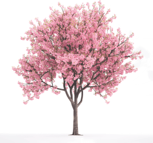 Spring Tree PNG