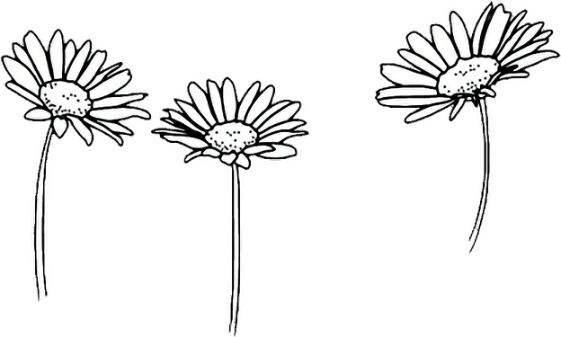 Plant Aesthetic Theme PNG
