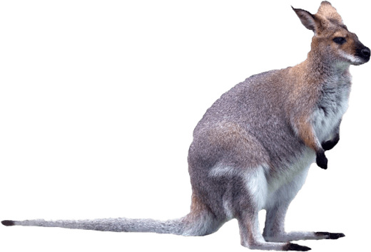 Kangaroo PNG