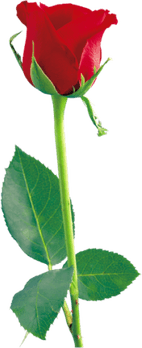 Red Rose PNG