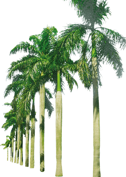 Royal Palm Tree PNG