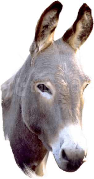 Donkey PNG