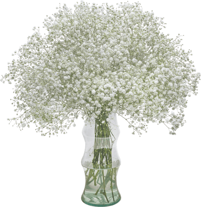 Gypsophila Flower PNG