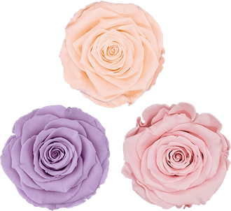 Baby Pink Rose PNG