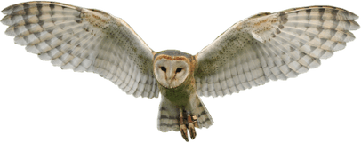 Owl PNG