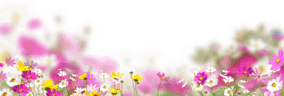 Spring Flower PNG