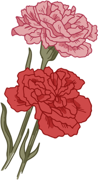 Carnation PNG