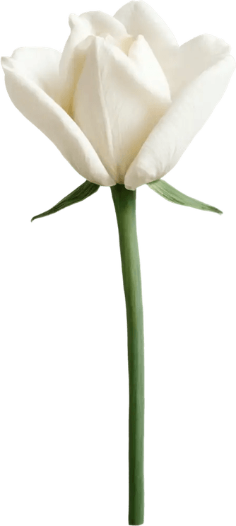 Real White Flower PNG