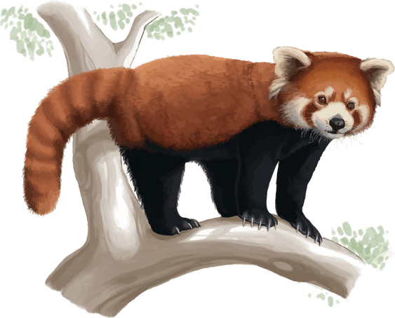 Red Panda PNG