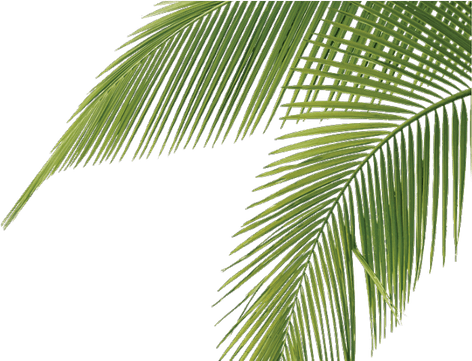 Aesthetic Leaves PNG