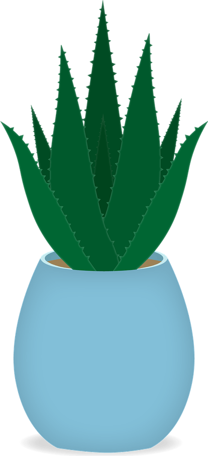 Aloe Vera PNG
