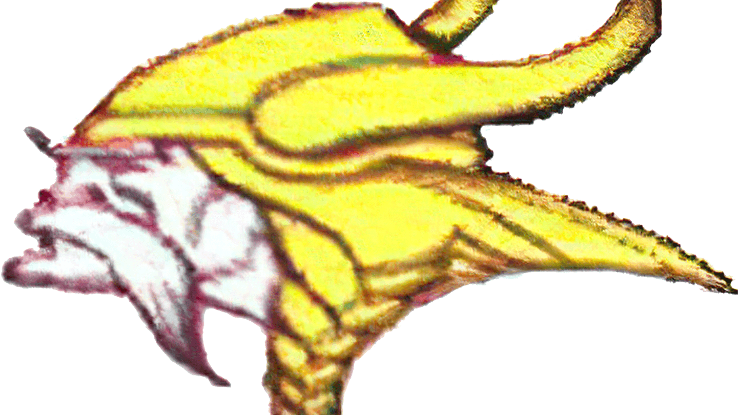 Minnesota Vikings Logo PNG