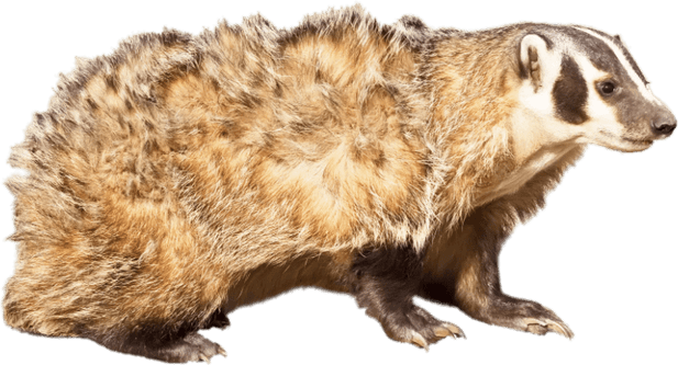 Badger PNG