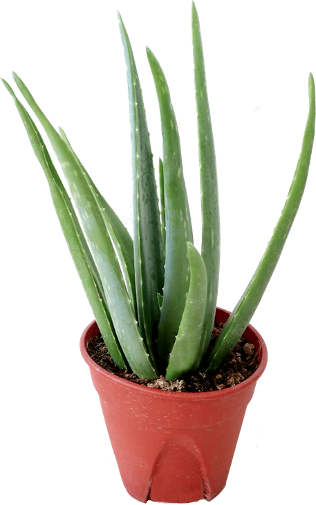 Aloe Vera PNG