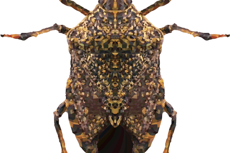 Stink Bugs PNG