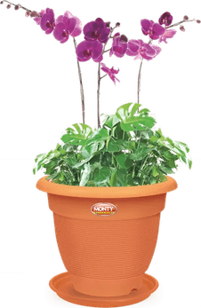 Flower Pot PNG