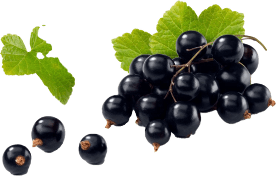 Blackcurrant PNG
