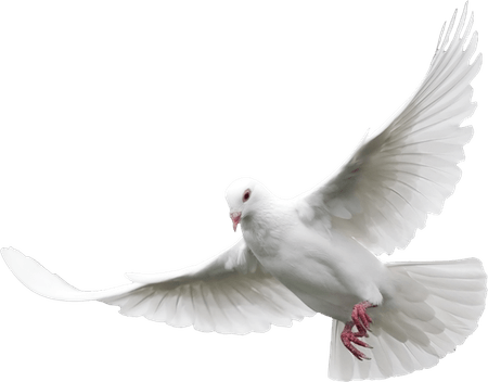 Funeral Dove PNG