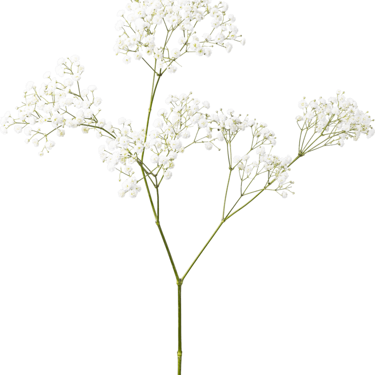 Gypsophila Flower PNG