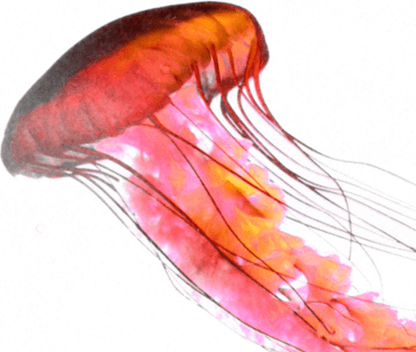 Jellyfish PNG