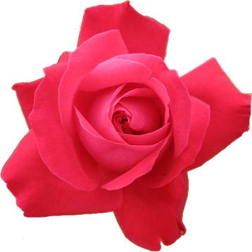 Rose Clear PNG