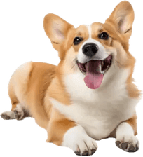 Corgi PNG