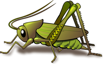 Bush Crickets PNG