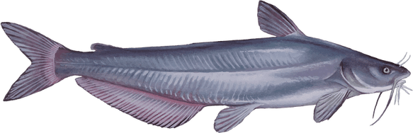 Wels Catfish PNG
