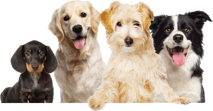 Pet PNG