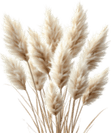 Boho Pampas Grass PNG