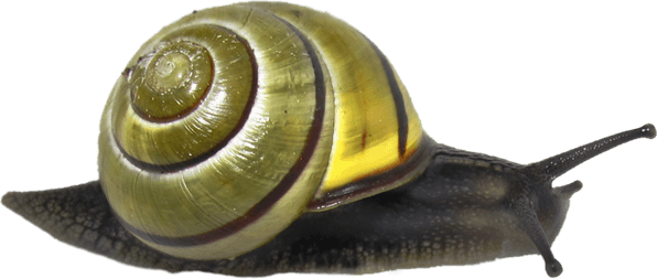 Snail PNG
