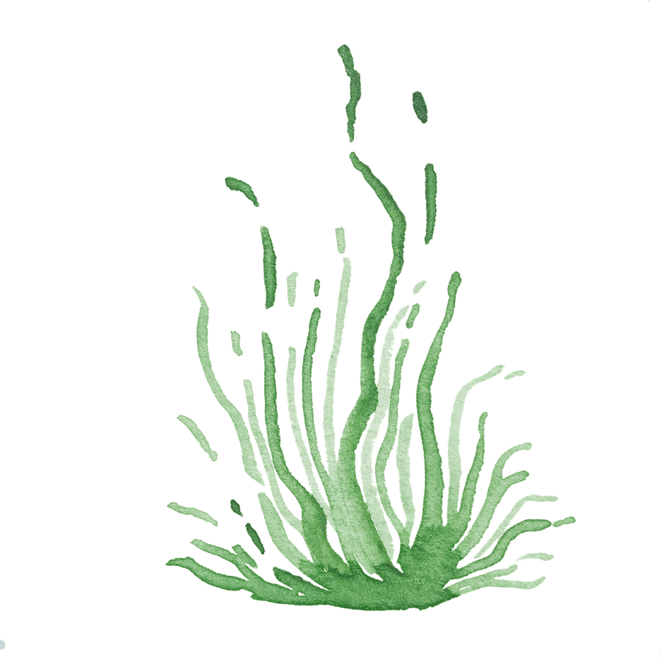 Watercolor Grass PNG