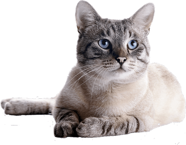 Javanese Cat PNG