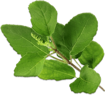 Basil PNG