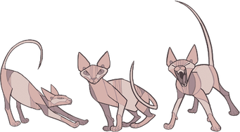 Sphynx Cat PNG