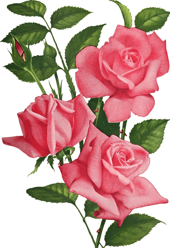 Vintage Rose PNG