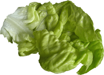 Celtuce PNG
